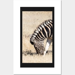 Zebra eating. Posters and Art